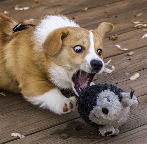 corgi in the garden photos|show me pictures of corgis.